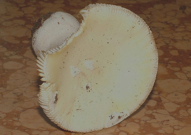 Fungo da determinare